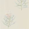 Protea Flower 216329